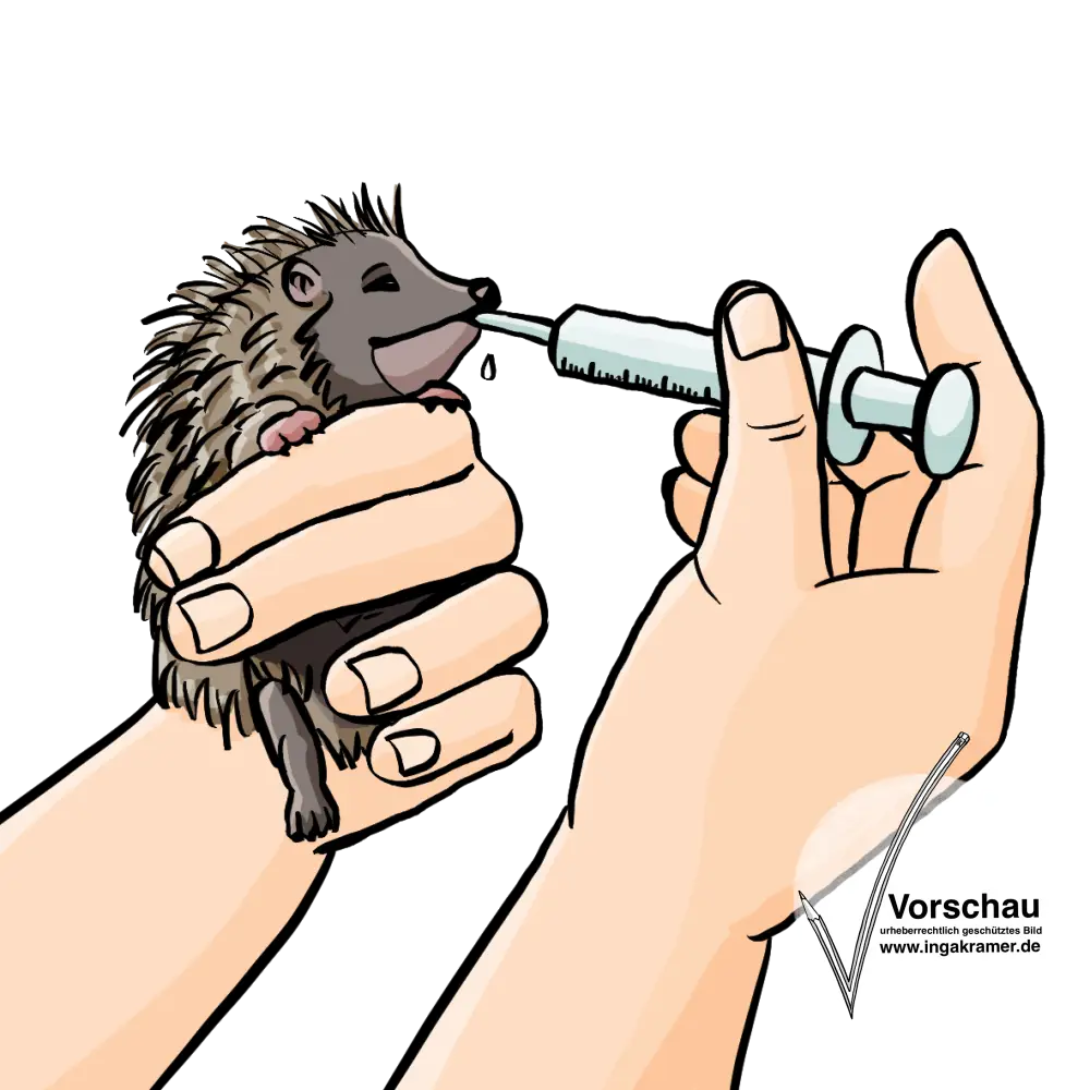 Jemand hält einen kleinen Igel in der Hand und füttert ihn mit einer Spritze.