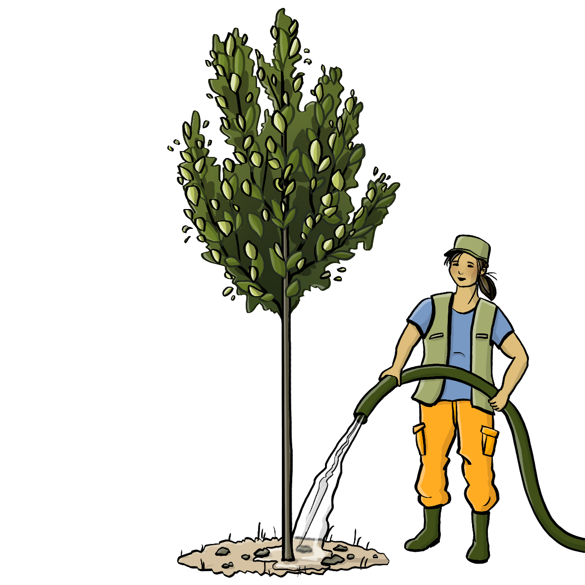 Eine Baumpflegerin gießt einen Baum mit einem Wasser-Schlauch.