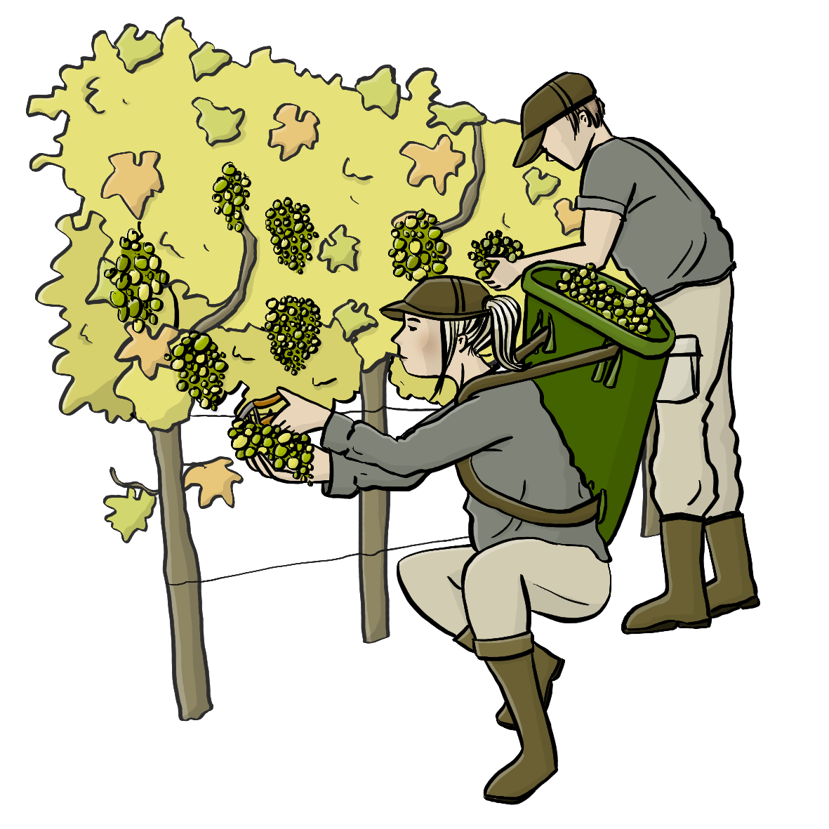 Ein Mann und eine Frau pflücken Weintrauben von einem Weinstock. Sie tragen Stiefel, Schirmmützen und eine Kiepe auf dem Rücken.