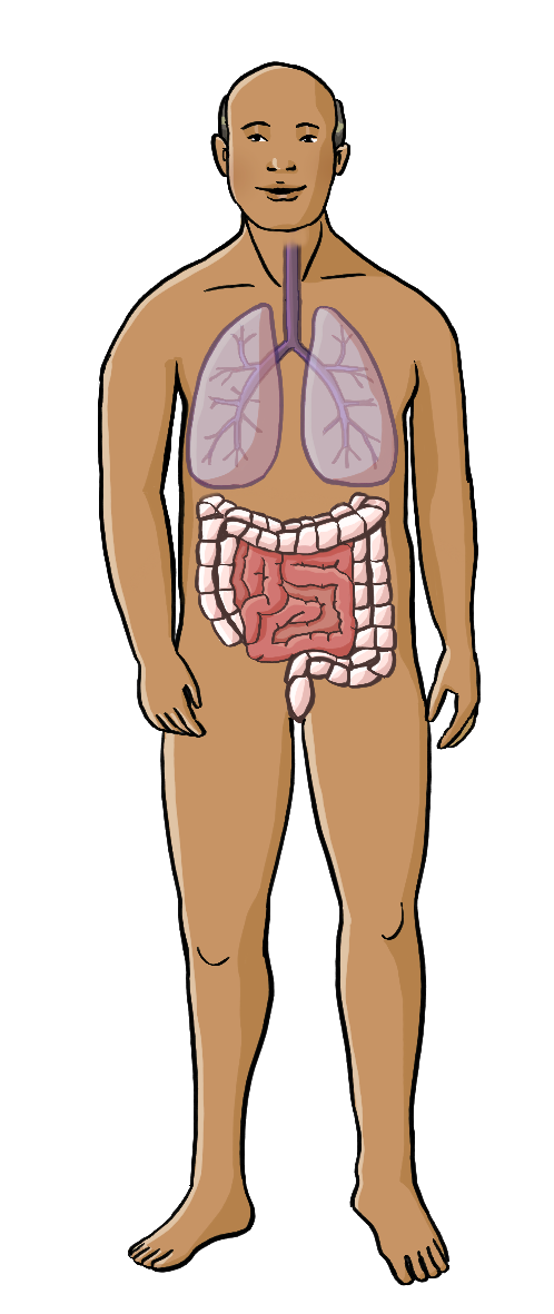 Eine nackter Mann. Im Brustkorb ist die Lunge abgebildet. Im Unterleib ist der Darm abgebildet.