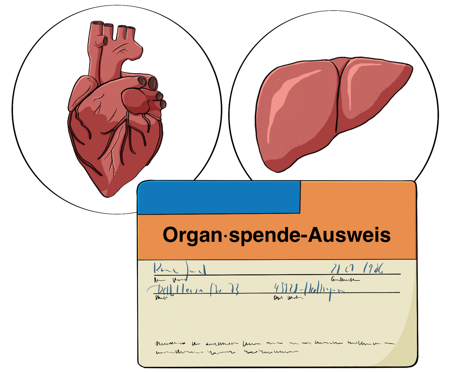 Ein Organspendeausweis. Darüber sind in Kreisen ein menschliches Herz und eine menschliche Leber.