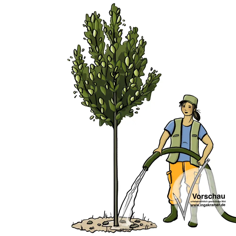 Eine Baumpflegerin gießt einen Baum mit einem Wasser-Schlauch.