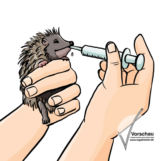 Jemand hält einen kleinen Igel in der Hand und füttert ihn mit einer Spritze.