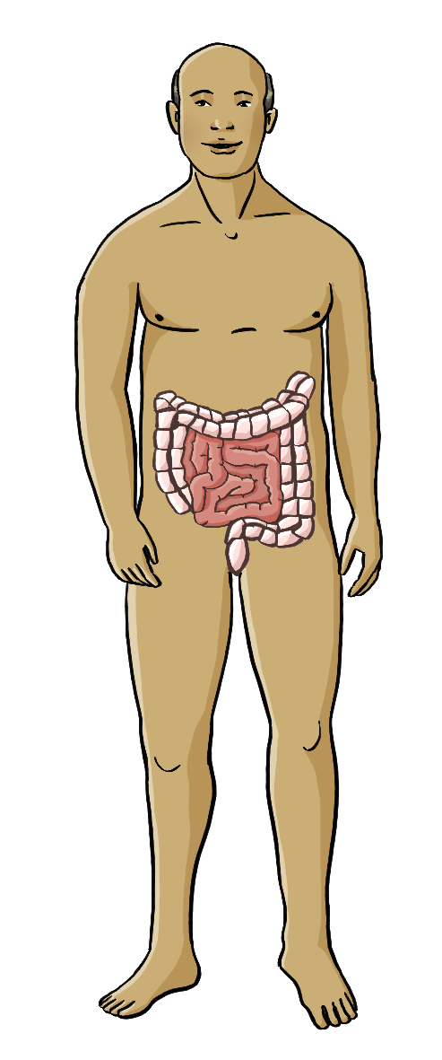 Ein nackter Mann. Im unteren Bauchraum ist der Darm abgebildet.