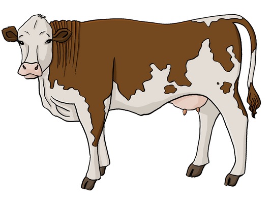 Eine weiß braun gefleckte Kuh.