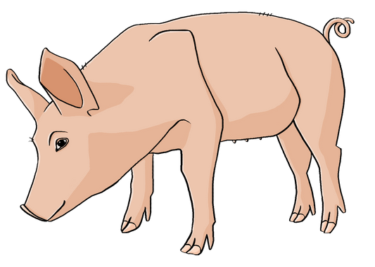 Ein Schwein.