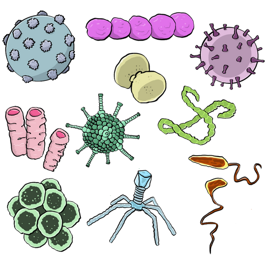 Eine Gruppe verschiedener Viren und Bakterien.